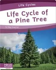 Life Cycle of a Pine Tree