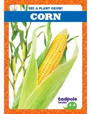 See a Plant Grow!: Corn