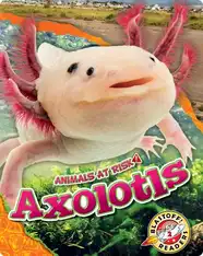 Animals at Risk: Axolotls