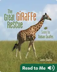 The Great Giraffe Rescue: Saving the Nubian Giraffes
