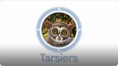 Amazing Animals: Tarsiers book