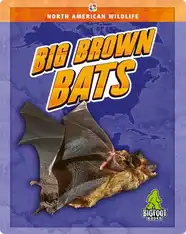 Big Brown Bats