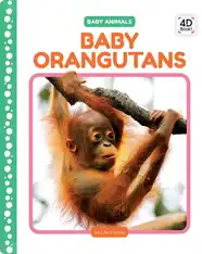 Baby Orangutans