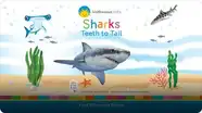 Smithsonian: Sharks
