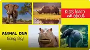 Animal DNA - Going Big!