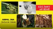 Animal DNA - Nocturnal Animals