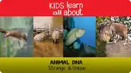 Animal DNA - Strange & Unique