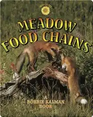 Meadow Food Chains