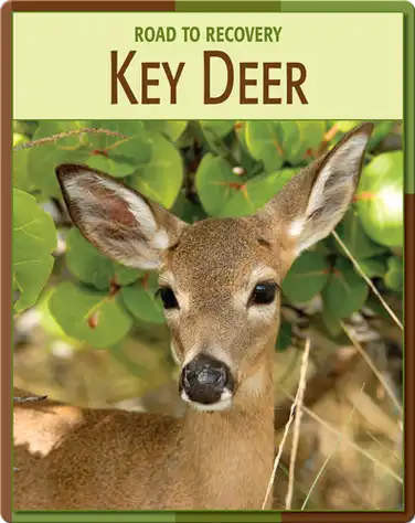 Road To Recovery: Key Deer book