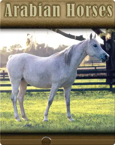 Arabian Horses book