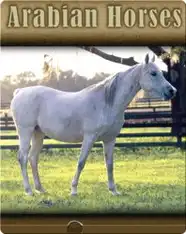 Arabian Horses