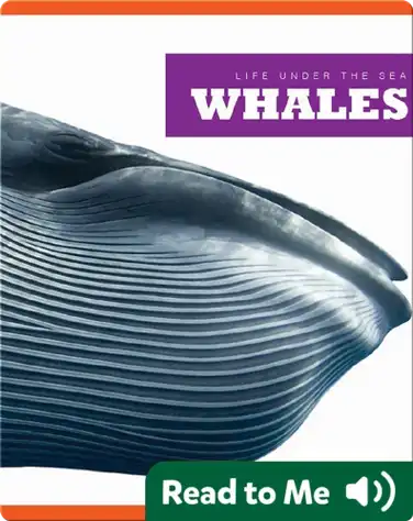 Whales book