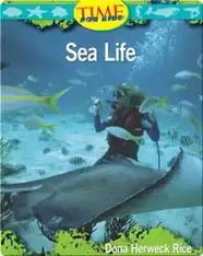 Sea Life