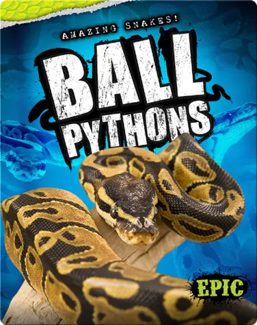 Amazing Snakes! Ball Pythons book