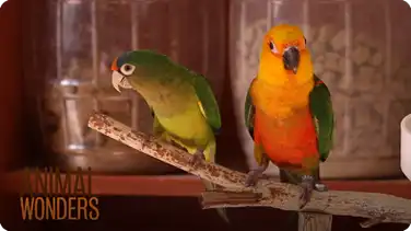 What's a Conure? book