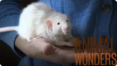 Rats! What, Where, and How book