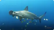 Scalloped Hammerhead Sharks
