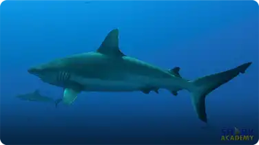 Gray Reef Sharks book