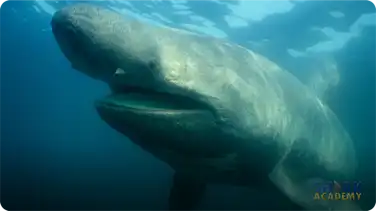 Basking Sharks book