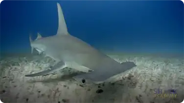 Great Hammerhead Shark book