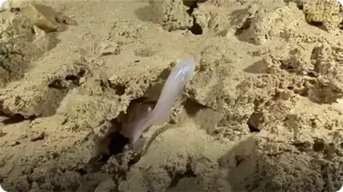 Rare Blind Cavefish in Mexican cave system book