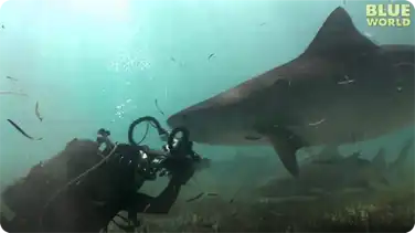 Tiger shark tries to eat video camera! book