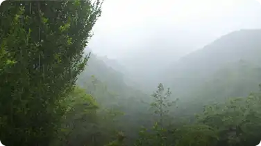 Water in the Cloudforest book