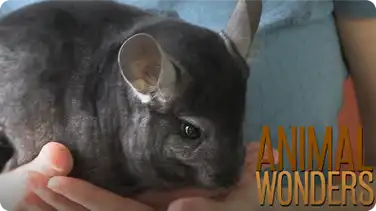 Chinchillas! What, Where, and How book