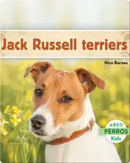Jack Russell terriers