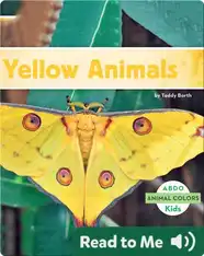 Yellow Animals
