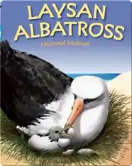 Laysan Albatross