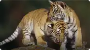 Tigers
