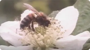 Entomology: The Buzz About Bees book