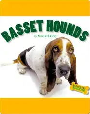 Basset Hounds