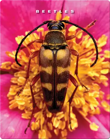 Beetles book