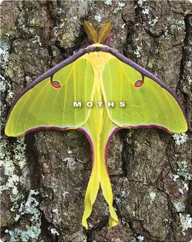 Moths book