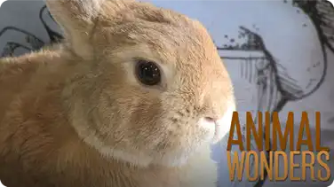 Coprophagia Mania! book