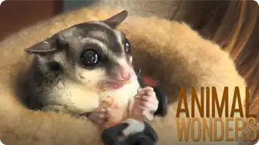 Meet and Greet: Gizmo & Gadget book
