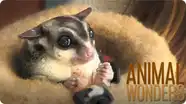 Meet and Greet: Gizmo & Gadget