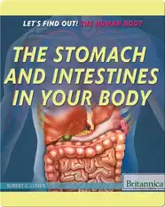 The Stomach and Intestines in Your Body