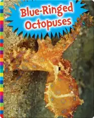 Blue-Ringed Octopuses