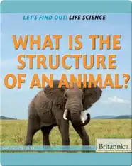 What Is the Structure of an Animal?