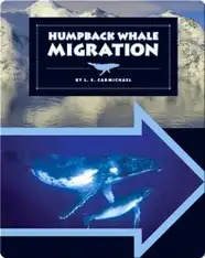 Humpback Whale Migration