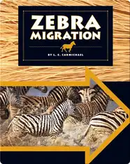 Zebra Migration
