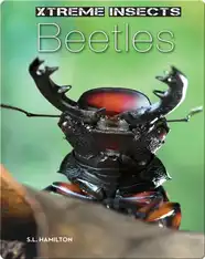 Beetles