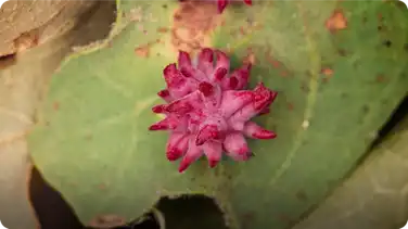 What Gall! The Crazy Cribs of Parasitic Wasps book