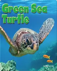 Green Sea Turtle