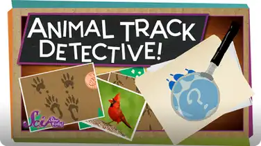 SciShow Kids: Animal Track Detective! book