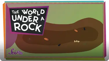 SciShow Kids: The World Under a Rock! book