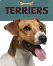 Terriers